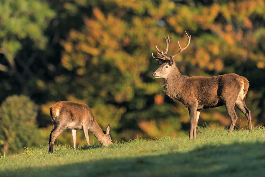 Deer on Exmoor