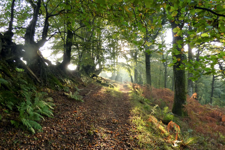 Mounsey End Woods